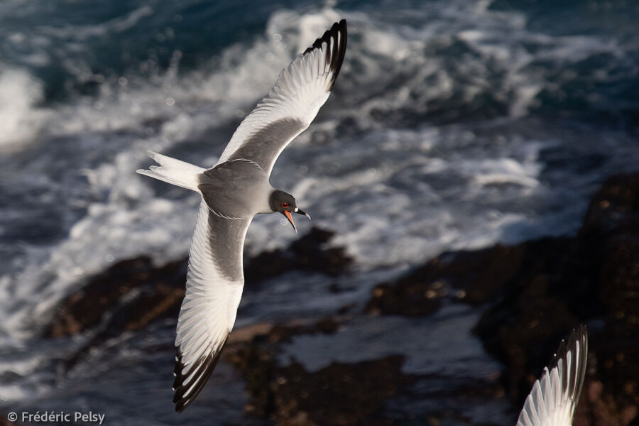 Mouette à queue fourchue