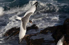 Mouette à queue fourchue