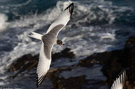 Swallow-tailed Gull