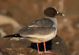 Swallow-tailed Gull