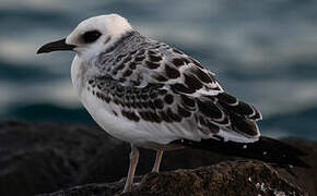 Swallow-tailed Gull