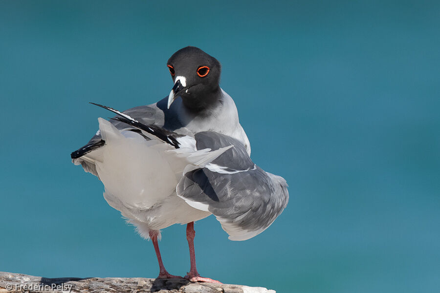 Mouette à queue fourchue