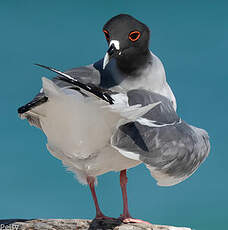 Mouette à queue fourchue