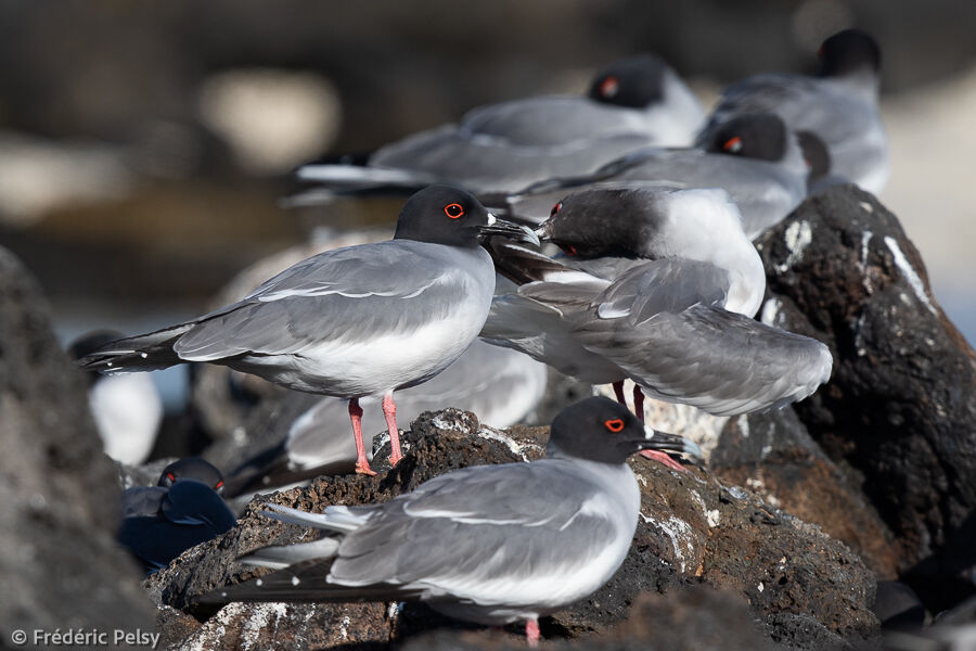 Mouette à queue fourchue