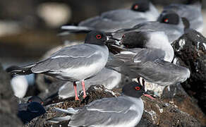 Swallow-tailed Gull