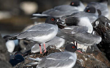 Mouette à queue fourchue