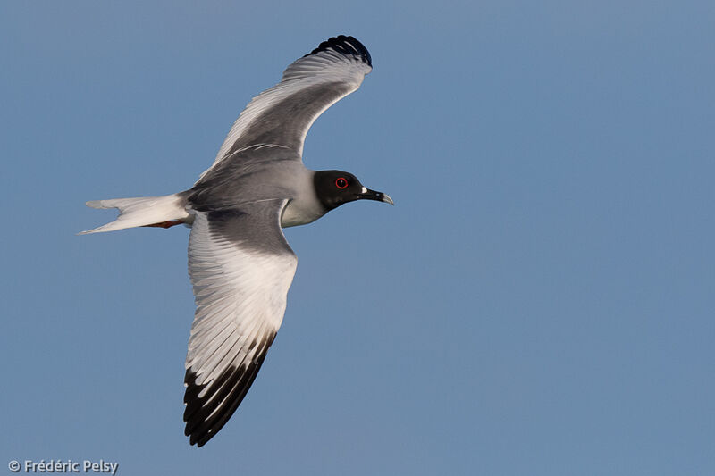 Swallow-tailed Gull, Flight