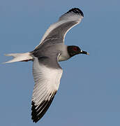 Swallow-tailed Gull