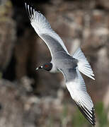 Swallow-tailed Gull