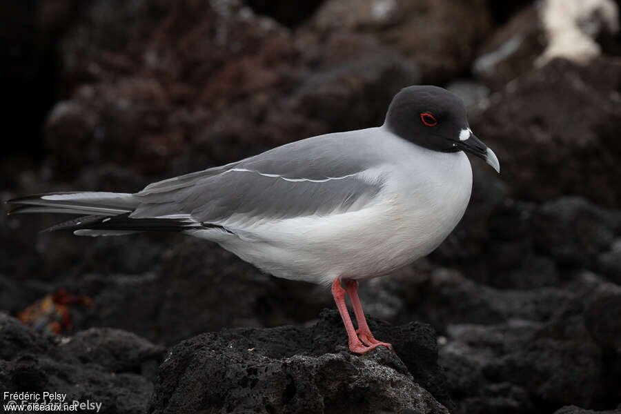 Mouette à queue fourchueadulte, identification