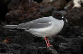 Mouette à queue fourchue