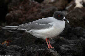 Swallow-tailed Gull