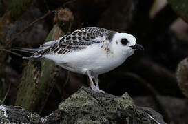 Swallow-tailed Gull