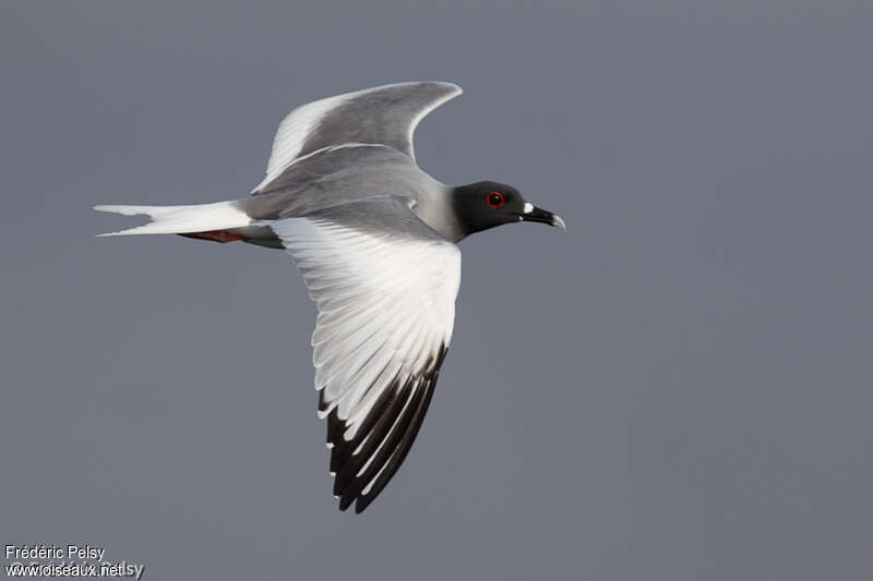 Swallow-tailed Gulladult, pigmentation, Flight