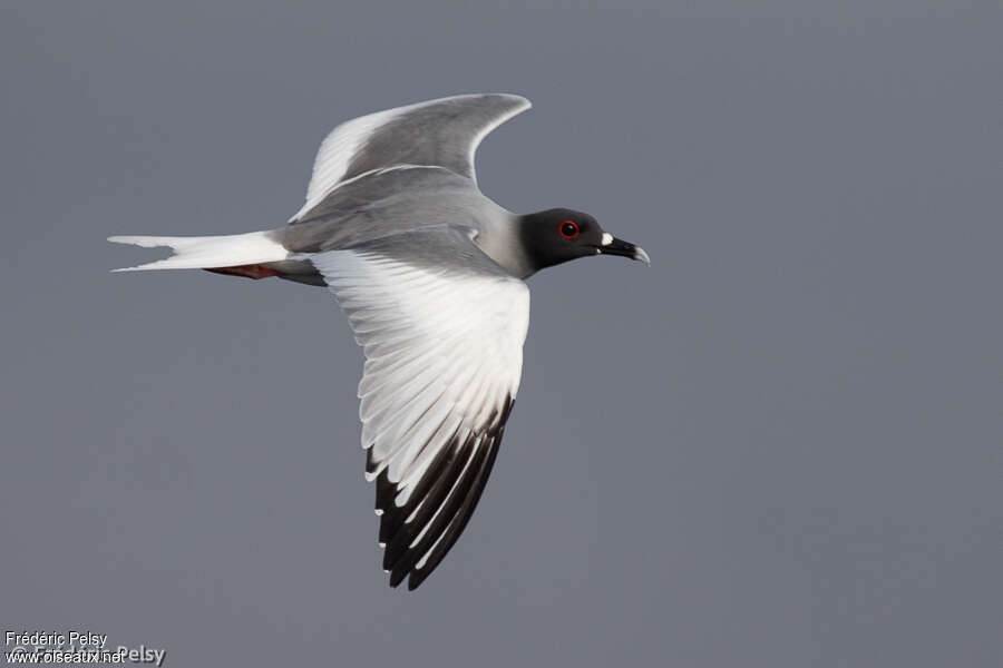 Mouette à queue fourchueadulte, pigmentation, Vol