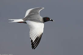 Swallow-tailed Gull