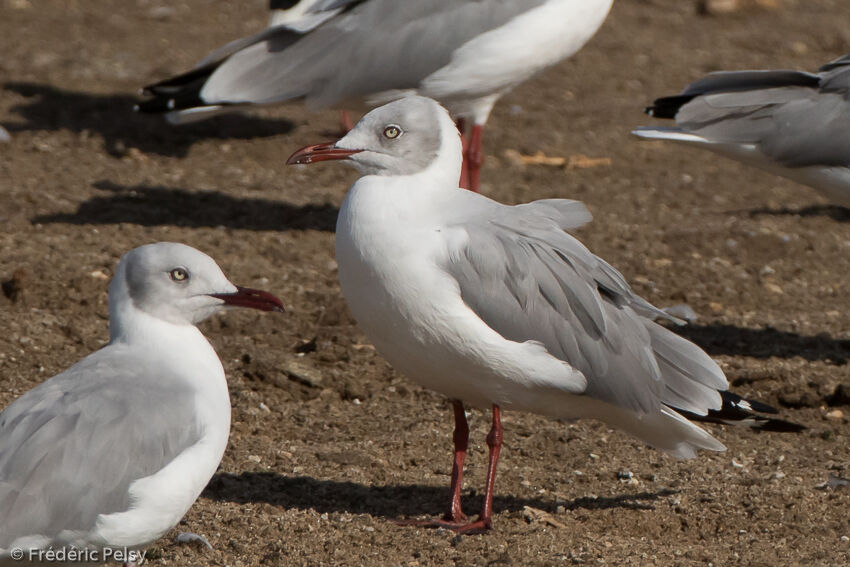 Mouette à tête griseadulte