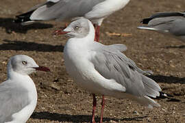 Mouette à tête grise