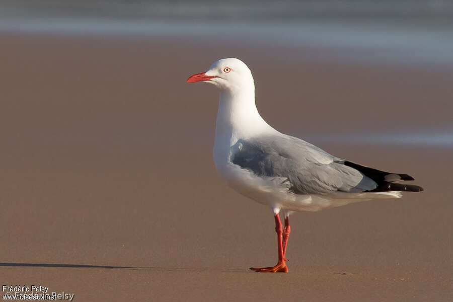 Mouette argentéeadulte, identification