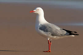 Silver Gull