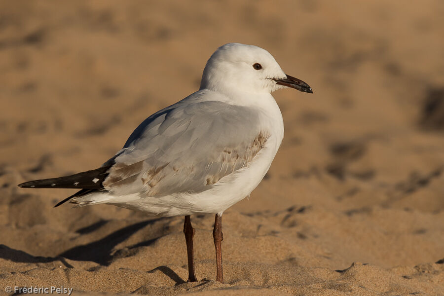 Mouette argentéeimmature