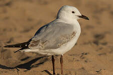 Mouette argentée