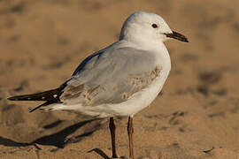 Silver Gull