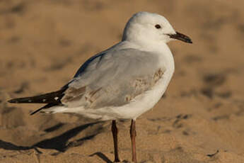 Mouette argentée