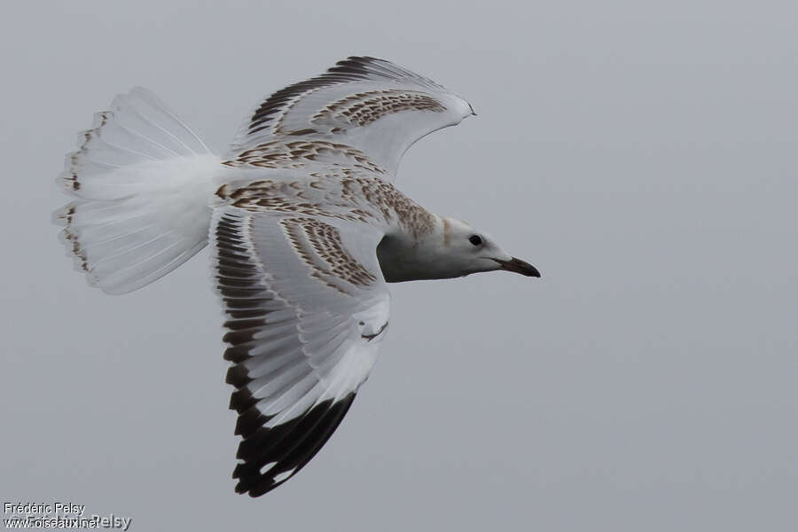 Mouette argentéeimmature, Vol