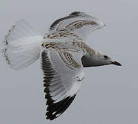 Mouette argentée