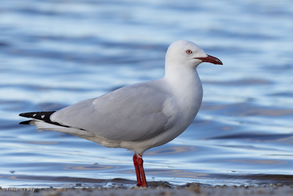Mouette argentée