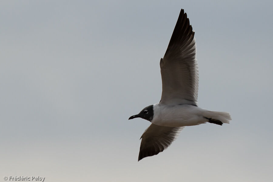 Mouette atricilleadulte, Vol