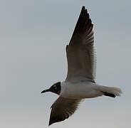 Laughing Gull