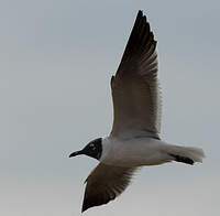 Mouette atricille