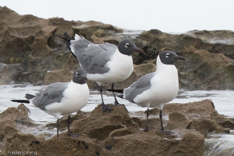 Mouette atricilleadulte