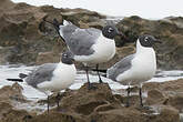 Mouette atricille