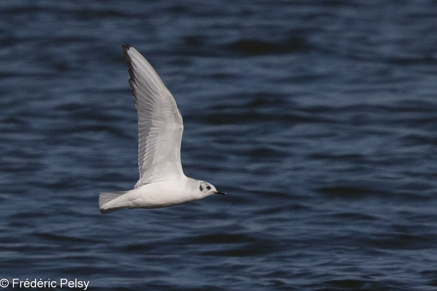 Mouette de Bonaparteadulte, Vol
