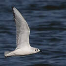 Mouette de Bonaparte