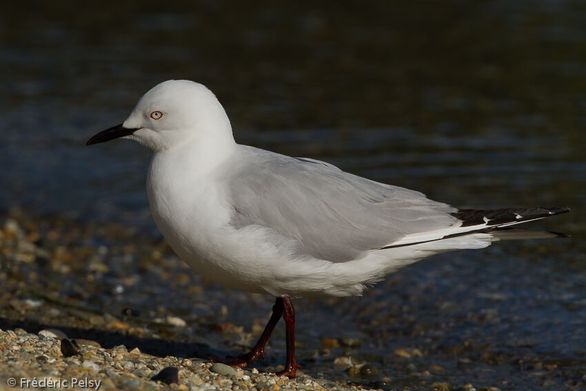 Black-billed Gulladult