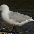 Mouette de Buller