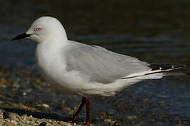 Black-billed Gull