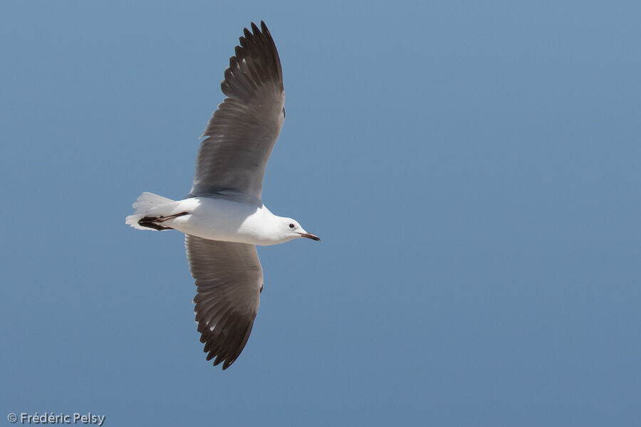 Mouette de Hartlaub, Vol