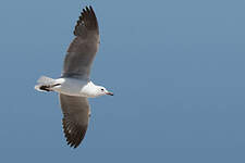 Mouette de Hartlaub