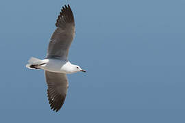 Hartlaub's Gull