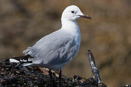 Hartlaub's Gull