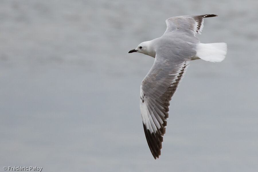 Mouette de Hartlaubimmature, Vol