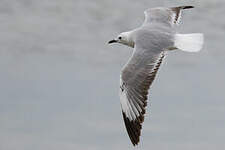 Mouette de Hartlaub