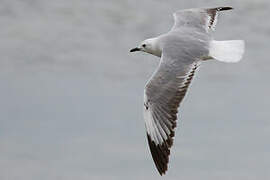 Hartlaub's Gull