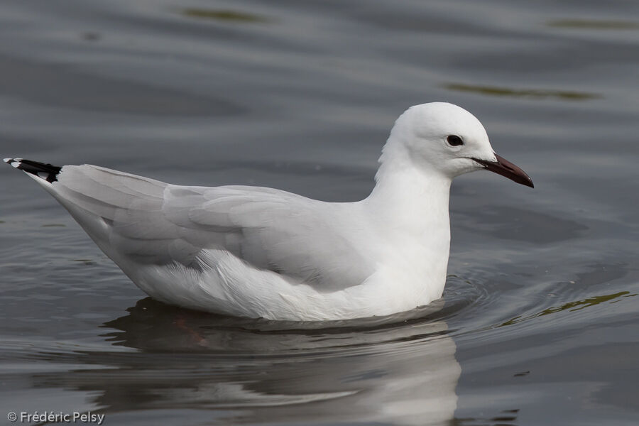 Mouette de Hartlaubadulte