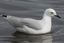 Hartlaub's Gull